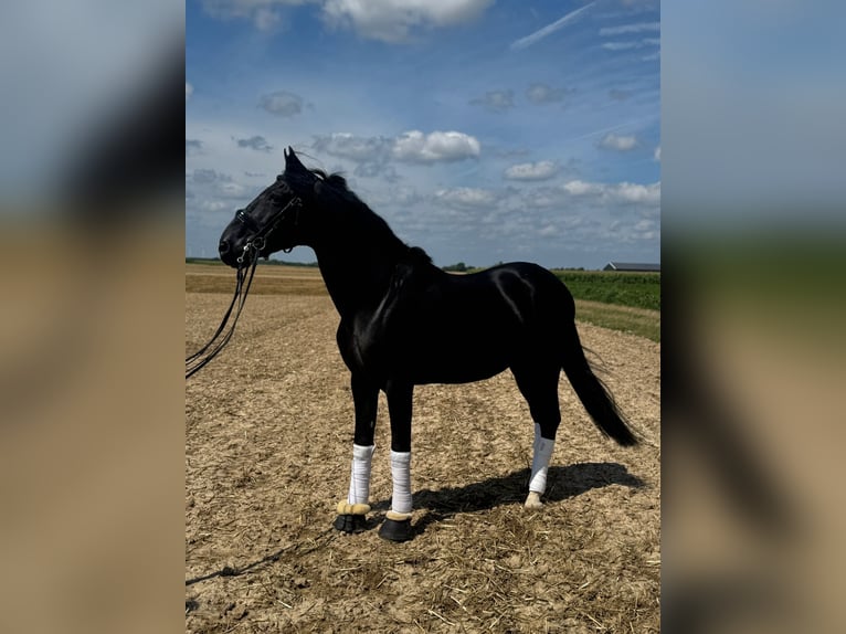 Weitere Warmblüter Wallach 15 Jahre 157 cm in Geilenkirchen
