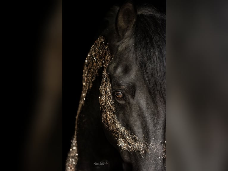 Weitere Warmblüter Wallach 15 Jahre 157 cm in Geilenkirchen