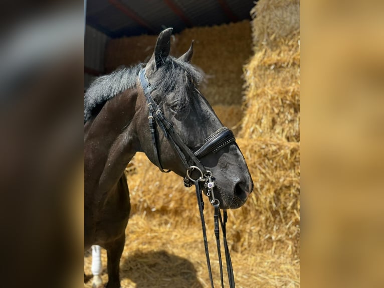 Weitere Warmblüter Wallach 15 Jahre 157 cm in Geilenkirchen