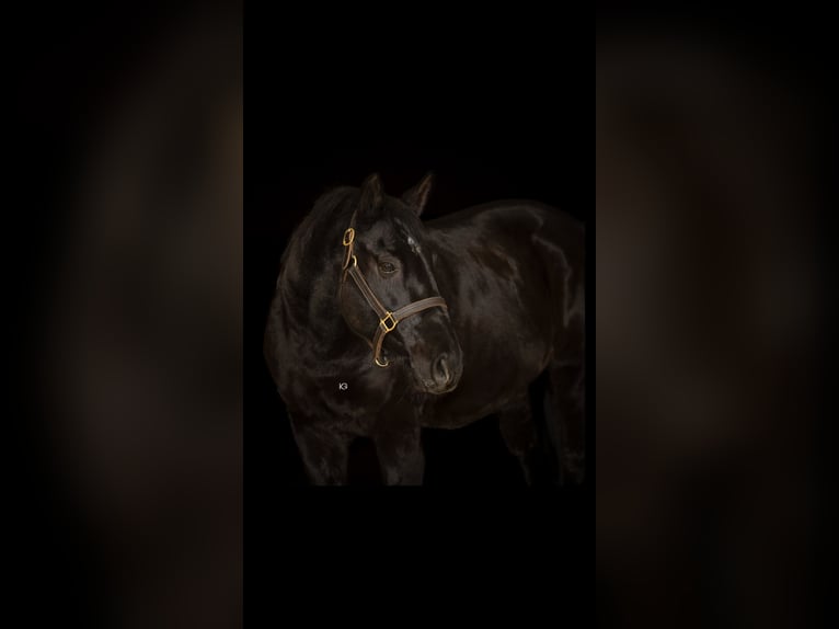 Weitere Warmblüter Mix Wallach 15 Jahre 158 cm Schwarzbrauner in Wien, Donaustadt