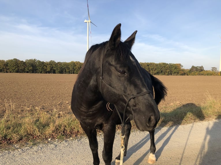 Weitere Warmblüter Mix Wallach 15 Jahre 158 cm Schwarzbrauner in Wien, Donaustadt