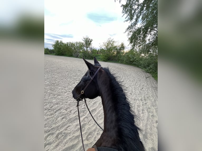 Weitere Warmblüter Mix Wallach 15 Jahre 158 cm Schwarzbrauner in Wien, Donaustadt