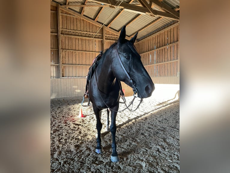 Weitere Warmblüter Mix Wallach 15 Jahre 158 cm Schwarzbrauner in Wien, Donaustadt