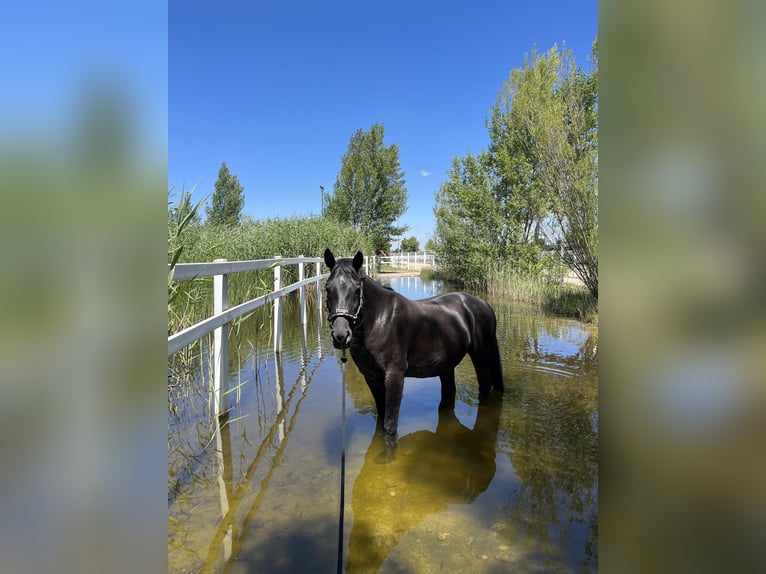 Weitere Warmblüter Mix Wallach 15 Jahre 158 cm Schwarzbrauner in Wien, Donaustadt