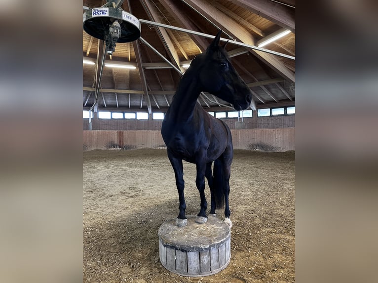 Weitere Warmblüter Mix Wallach 15 Jahre 158 cm Schwarzbrauner in Wien, Donaustadt