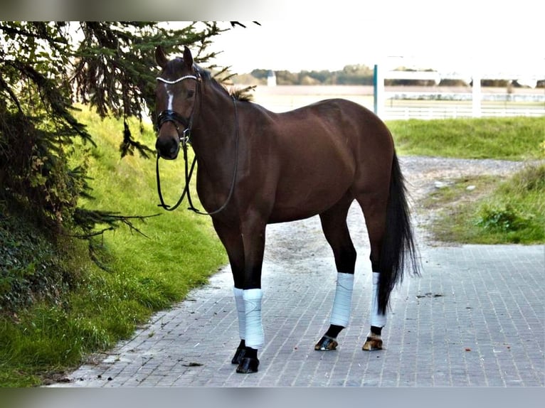 Weitere Warmblüter Wallach 15 Jahre 163 cm Brauner in Arnsberg