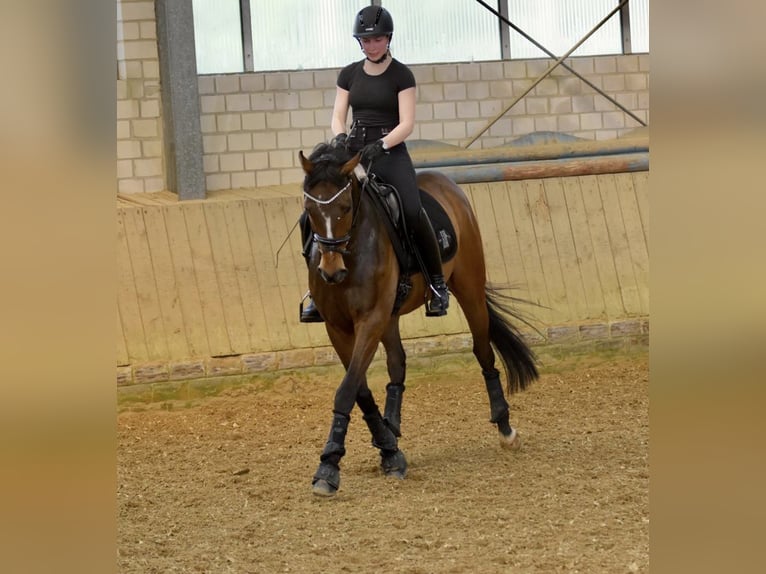 Weitere Warmblüter Wallach 15 Jahre 163 cm Brauner in Arnsberg