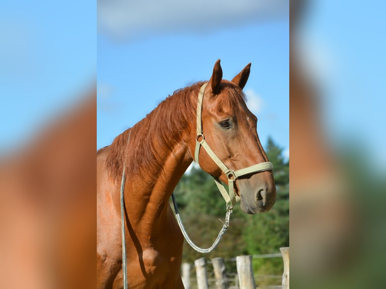 Weitere Warmblüter Wallach 15 Jahre 164 cm Fuchs in Freienorla