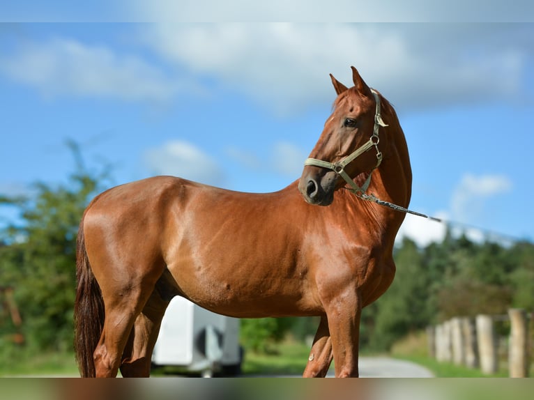 Weitere Warmblüter Wallach 15 Jahre 164 cm Fuchs in Freienorla