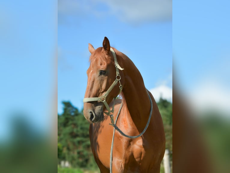 Weitere Warmblüter Wallach 15 Jahre 164 cm Fuchs in Freienorla