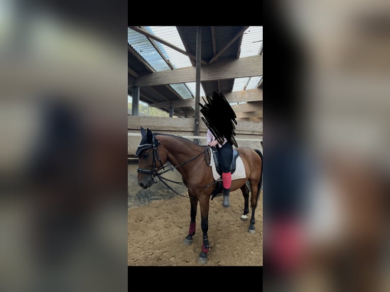 Weitere Warmblüter Wallach 15 Jahre 165 cm Brauner in Dorsten