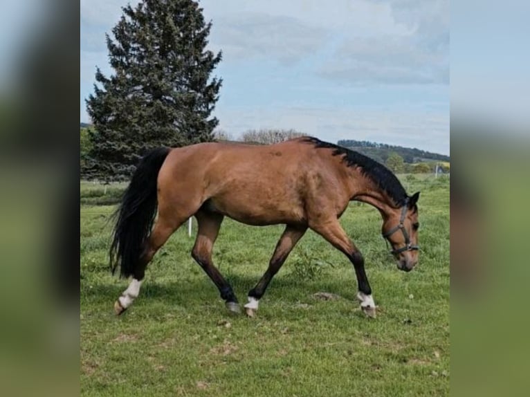 Weitere Warmblüter Wallach 15 Jahre 165 cm Brauner in Osterode am Harz