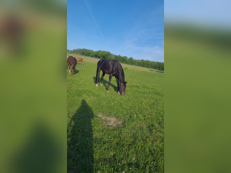 Weitere Warmblüter Wallach 15 Jahre 174 cm in Elsoff Weitere Warmblüter Wallach 15 Jahre 174 cm in Elsoff