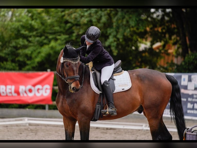 Weitere Warmblüter Wallach 15 Jahre 174 cm in Walddorfhäslach