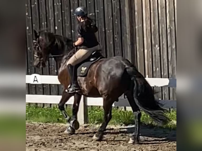 Weitere Warmblüter Wallach 15 Jahre 180 cm Rappe in Frauenau