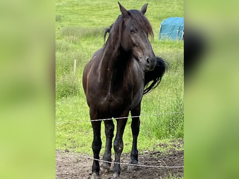 Weitere Warmblüter Wallach 15 Jahre 180 cm Rappe in Frauenau