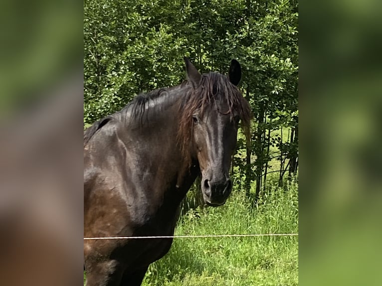 Weitere Warmblüter Wallach 15 Jahre 180 cm Rappe in Frauenau