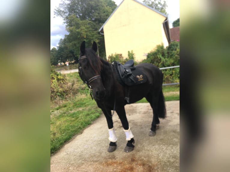 Weitere Warmblüter Wallach 15 Jahre 180 cm Rappe in Frauenau