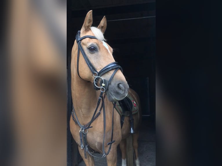 Weitere Warmblüter Wallach 16 Jahre 149 cm Palomino in Haabersti