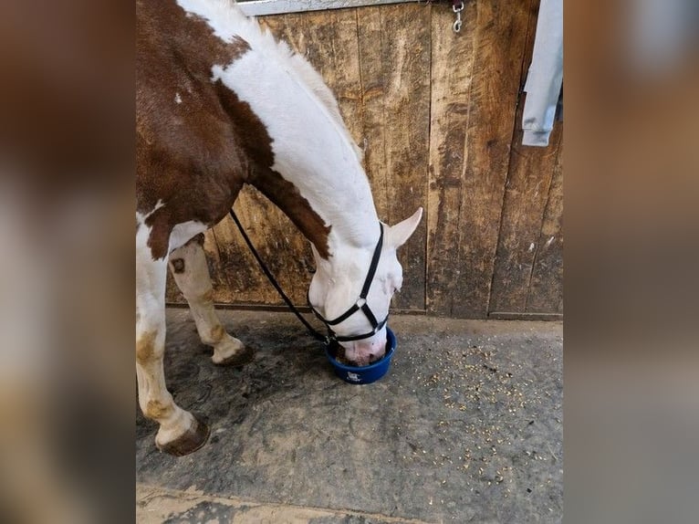 Weitere Warmblüter Wallach 16 Jahre 155 cm Schecke in Königsfeld im Schwarzwald