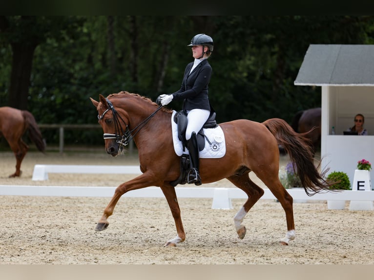 Weitere Warmblüter Wallach 16 Jahre 158 cm Fuchs in Schenefeld