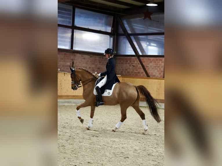 Weitere Warmblüter Wallach 16 Jahre 158 cm Fuchs in Schenefeld