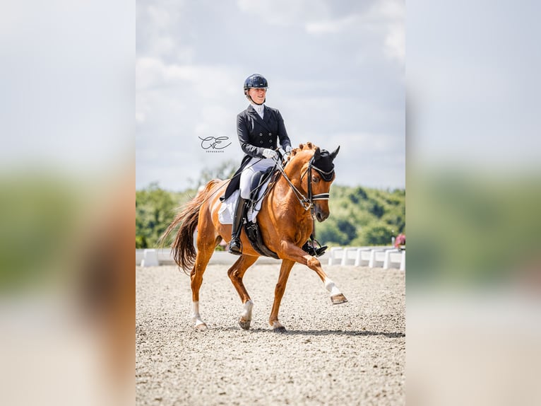 Weitere Warmblüter Wallach 16 Jahre 158 cm Fuchs in Schenefeld