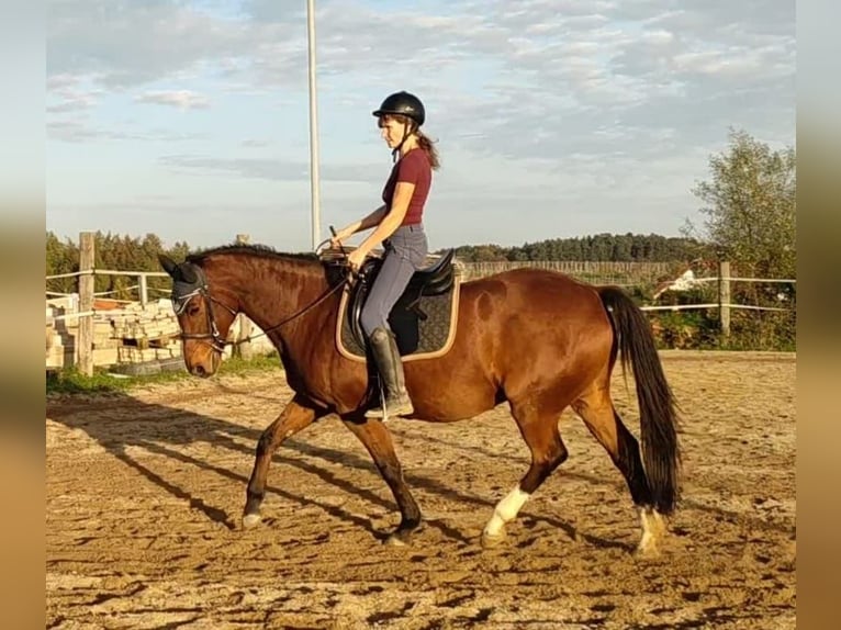 Weitere Warmblüter Wallach 16 Jahre 160 cm Brauner in Osseltshausen