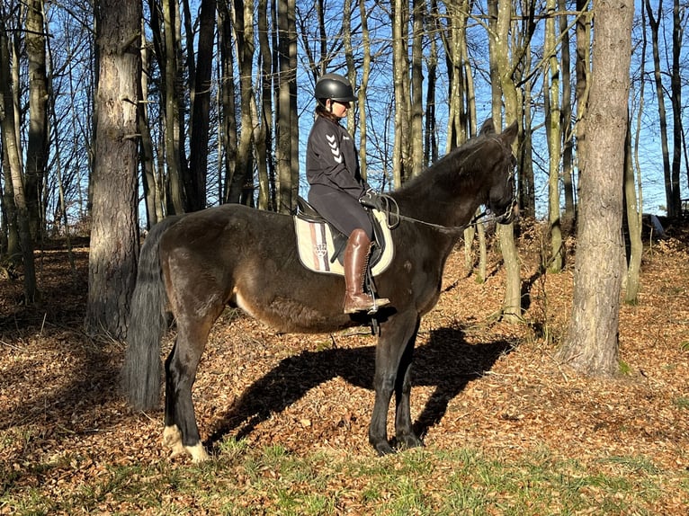 Weitere Warmblüter Wallach 16 Jahre 160 cm Dunkelbrauner in Ursensollen