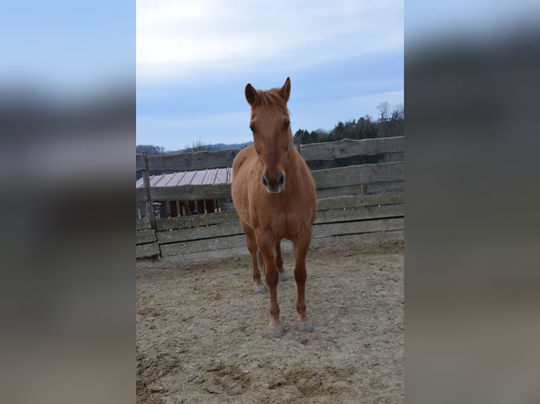 Weitere Warmblüter Mix Wallach 16 Jahre 164 cm Fuchs in Sankt Stefan im Rosental