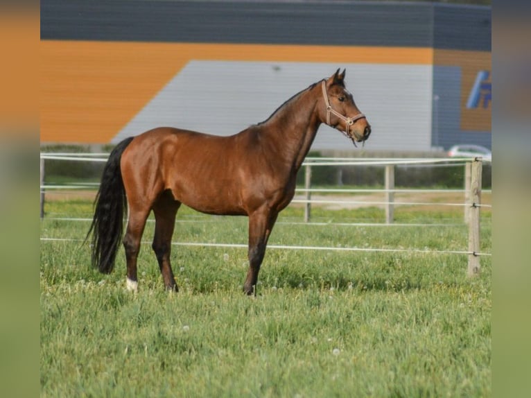 Weitere Warmblüter Wallach 16 Jahre 165 cm Brauner in Premstätten