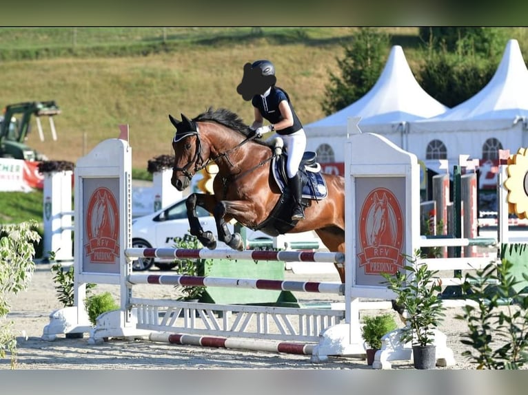 Weitere Warmblüter Wallach 16 Jahre 165 cm Brauner in Premstätten