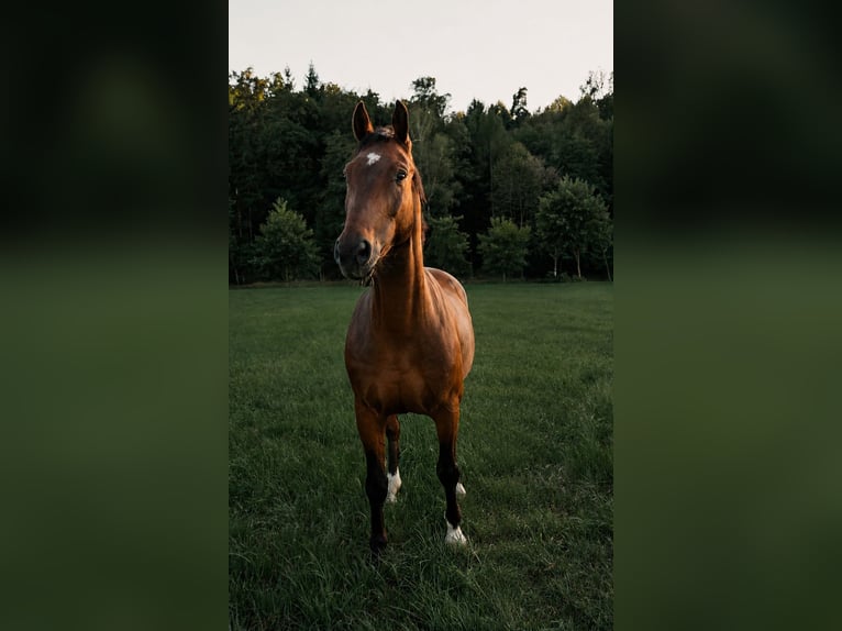 Weitere Warmblüter Wallach 16 Jahre 165 cm Brauner in Premstätten