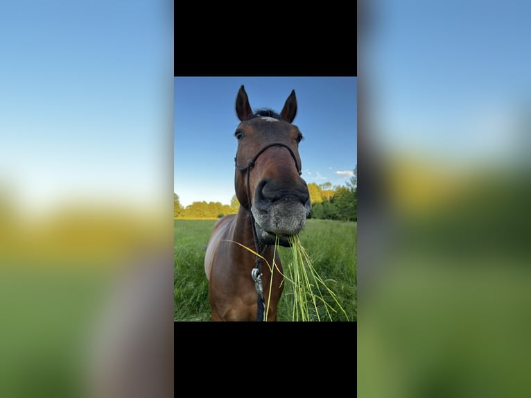 Weitere Warmblüter Wallach 16 Jahre 165 cm Brauner in Premstätten