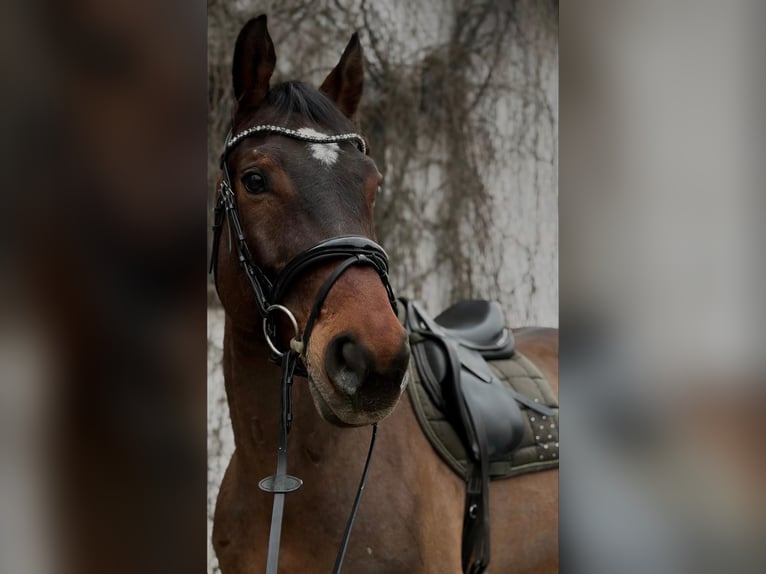 Weitere Warmblüter Wallach 16 Jahre 165 cm Brauner in Premstätten