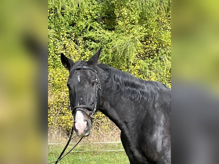 Weitere Warmblüter Wallach 16 Jahre 165 cm Rappe in Ursensollen