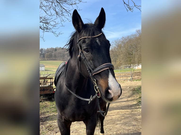 Weitere Warmblüter Wallach 16 Jahre 165 cm Rappe in Ursensollen