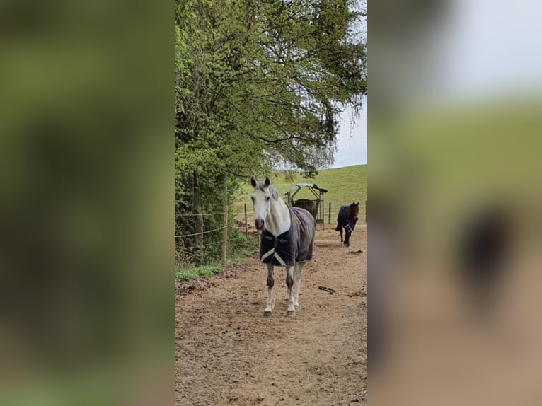 Weitere Warmblüter Wallach 16 Jahre 165 cm Schimmel in Wolnzach