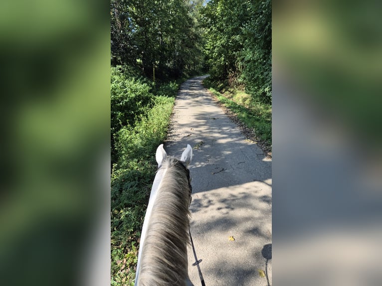 Weitere Warmblüter Wallach 16 Jahre 165 cm Schimmel in Wolnzach