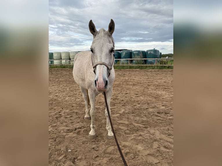 Weitere Warmblüter Wallach 16 Jahre 165 cm Schimmel in Wunstorf Weitere Warmblüter Wallach 16 Jahre 165 cm Schimmel in Wunstorf