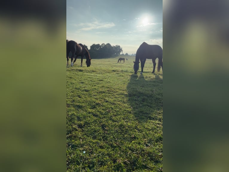 Weitere Warmblüter Wallach 16 Jahre 170 cm Fuchs in Stolberg (Rheinland)
