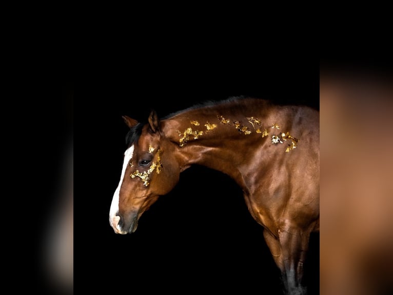 Weitere Warmblüter Mix Wallach 16 Jahre 173 cm Brauner in Bielsko-Bia&#x142;a