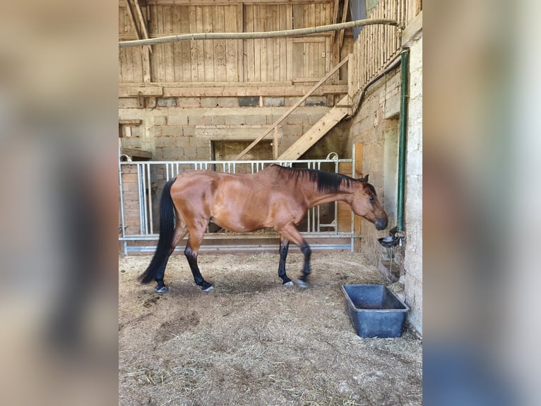 Weitere Warmblüter Wallach 16 Jahre 174 cm Brauner in Pirmasens