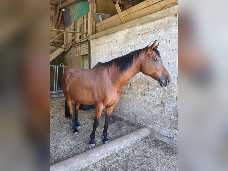 Weitere Warmblüter Wallach 16 Jahre 174 cm Brauner in Pirmasens