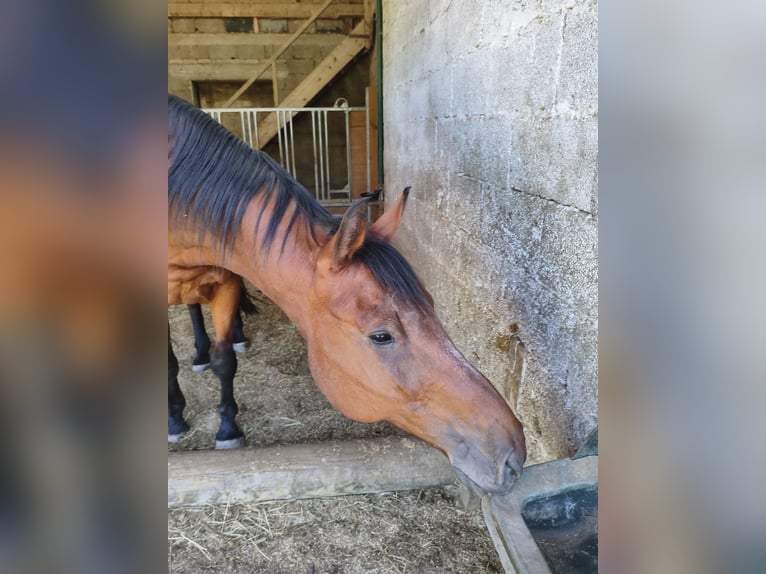 Weitere Warmblüter Wallach 16 Jahre 174 cm Brauner in Pirmasens