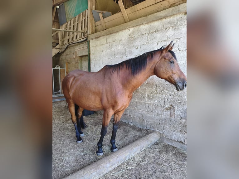 Weitere Warmblüter Wallach 16 Jahre 174 cm Brauner in Pirmasens