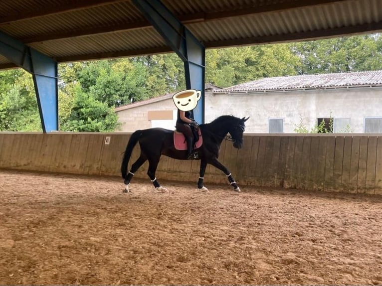Weitere Warmblüter Wallach 16 Jahre 174 cm  in Elsoff