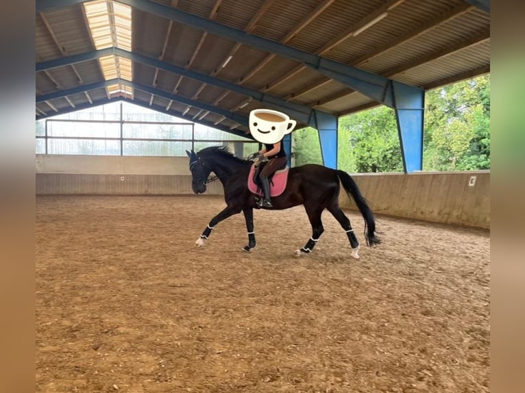 Weitere Warmblüter Wallach 16 Jahre 174 cm  in Elsoff