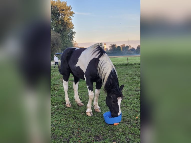 Weitere Warmblüter Mix Wallach 16 Jahre  in Schiltberg