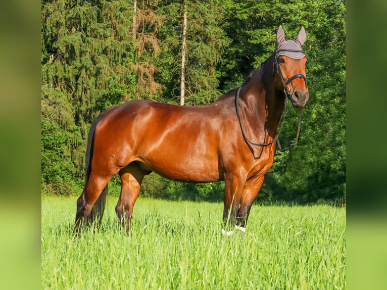 Weitere Warmblüter Mix Wallach 17 Jahre 157 cm Brauner in Fränkisch-Crumbach